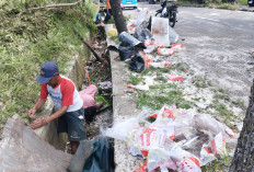 Buntut Truk Tronton Terguling di JLS Salatiga, Beras Tumpah ke Jalan Dipinguti Warga untuk Pakan Ayam