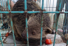 Dikira Luwak Masuk Rumah, Warga Petungkriyono Kaget Ternyata Binturong