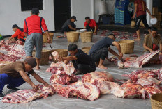 Tak Ditemukan Cacing Hati, Dispangtan : Hewan Kurban Pemkot Salatiga Layak Konsumsi 