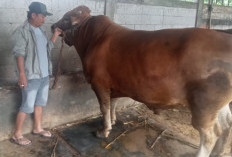 Sapi Kurban Presiden Prabowo Seberat 1 Ton Jadi Sorotan di MAJT, Daging Diprioritaskan untuk Warga Semarang