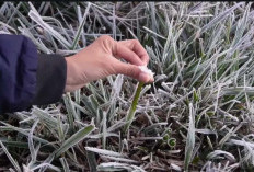 Fenomena Embun Upas Selimuti Kawasan Dieng Pagi Ini: Suhu Minus 6 Derajat Celsius