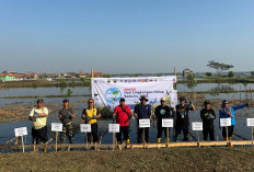 Hadapi Krisis Iklim dan Abrasi di Batang, 30 Ribu Mangrove Jadi Solusi 