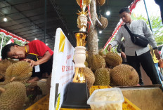  Durian Lokal Singorojo Juarai Festival Gunungpati, Tekatur Lembut Manis dan Pahitnya Jadi Andalan