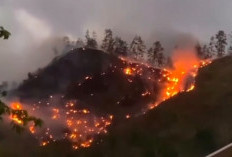 Kebakaran Hutan Pinus di Gunungsari Kebumen, 5 Hektare Hangus