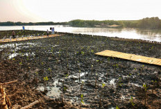 Bukan Cuma Tanggul, Perlindungan Pantura di Demak Andalkan Mangrove dan Pemecah Ombak