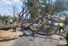 Pohon Trembesi Tumbang Tutup Jalan Pantura Pati–Juwana, Lalu Lintas Sempat Lumpuh