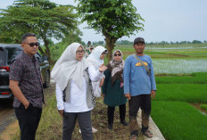 Petani Jepara Dikenalkan Teknologi Padi Biosalin Tahan Air Laut dan Payau