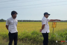 Kemarau Panjang, 30 Hektare Sawah di Guyangan Purworejo Tetap Ditanami Padi