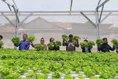 BUMDes Kutowinangun Panen Perdana Selada, Langsung Diserap Program MBG