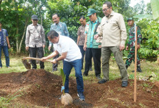 Bupati Sudewo Obral Ribuan Bibit Kelapa di Cluwak Pati, Tujuannya Apa Sih? 