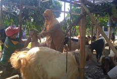 Jelang Iduladha 2026, Dispaperta Batang Sisir Lapak Hewan Kurban Pinggir Jalan