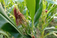 Ancaman Gagal Panen, Jagung 2 Hektar di Rembang Diserang Hama Tikus