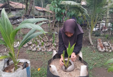 Kejar Musim Tanam, Pembenih Kelapa Genjah Entog di Kebumen Tancap Gas Siapkan Ratusan Bibit