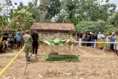 Ngeri! Masalah Sepele Soal Kerbau Berujung Pembunuhan Ayah oleh Anak Kandung di Brebes