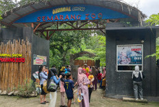 Isu Dugaan Macan Hilang di Semarang Zoo, Manajemen Serahkan Penjelasan ke RUPS