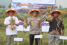Panen Raya Bawang Putih di Lereng Gunung Tegal, Polri Bersama Petani Gaspol Menuju Swasembada Nasional!