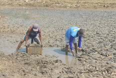 Warga Pati Memanfaatkan Ikan Sapu-Sapu Sungai Juwana untuk Bahan Tepung Ikan