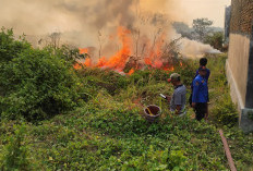 Api Lahap Lahan di Tegal Sehari Tiga Kali, Petugas Damkar Keliling Marathon