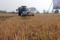 Periode Januari - Agustus 2026, Produksi Padi di Klaten Capai 267.381 Ton Gabah Kering Giling
