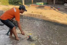 Warga Pati Tebar Lele di Jalan Rusak, Sindir Pemkab yang Tak Kunjung Memperbaiki
