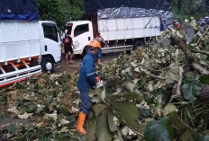 Hujan Angin Terjang Batang, 3 Warga Tewas Tertimpa Pohon hingga Tiang Listrik
