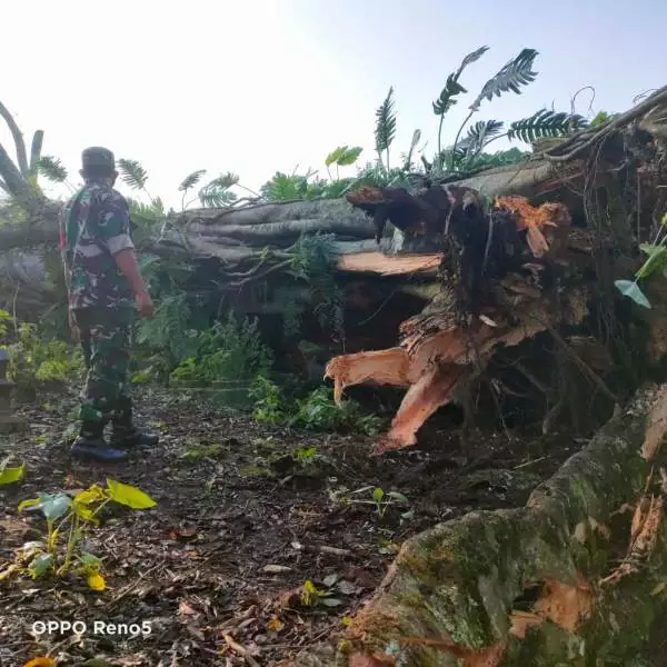 Roboh, Pohon Beringin Raksasa Timpa Warga di Banjarnegara Hingga Tewas