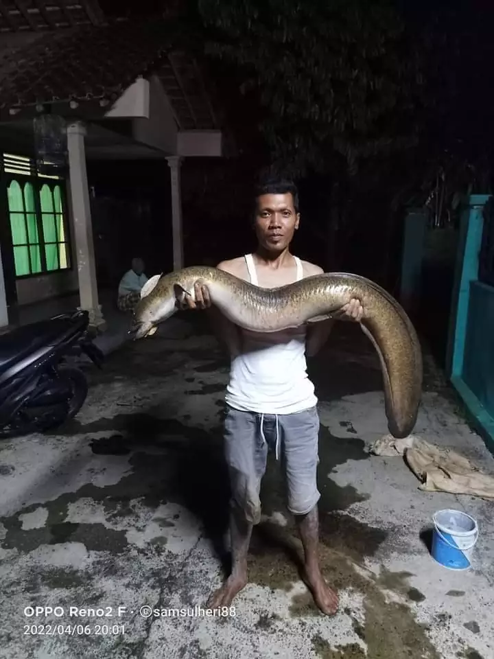 Terungkap, Ribuan Ikan di Sungai Serayu Mati Akibat Kadar Amonia dan Nitrit Lebihi Ambang Batas