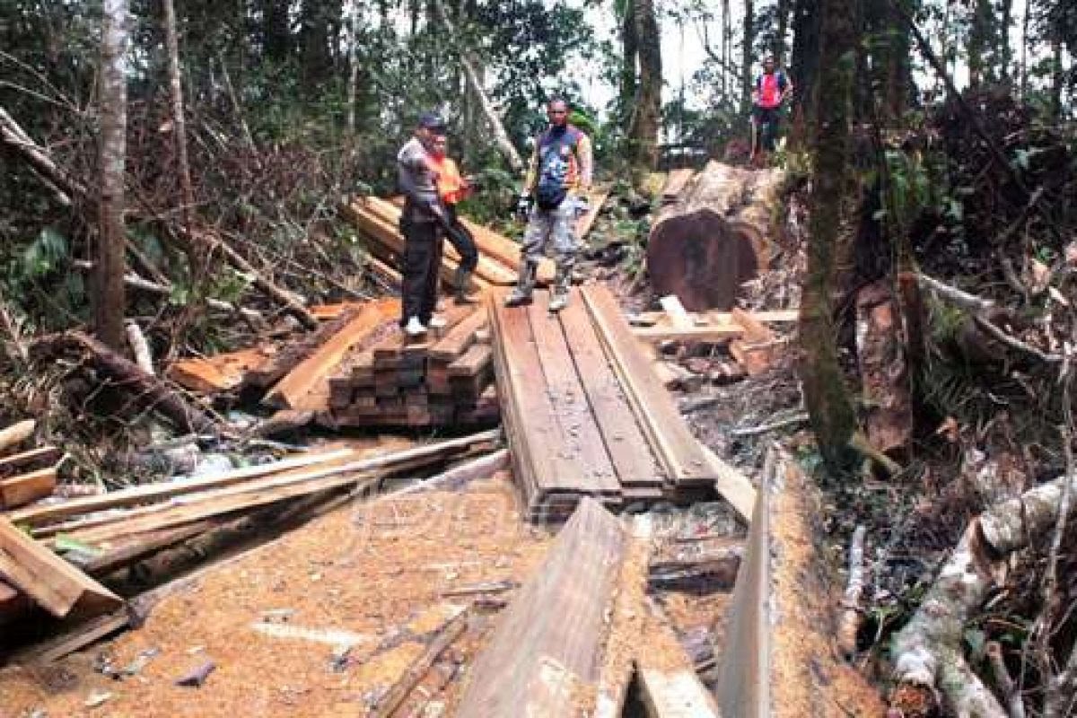 IPW Sentil Polda Jateng, Illegal Loging Dibiarkan