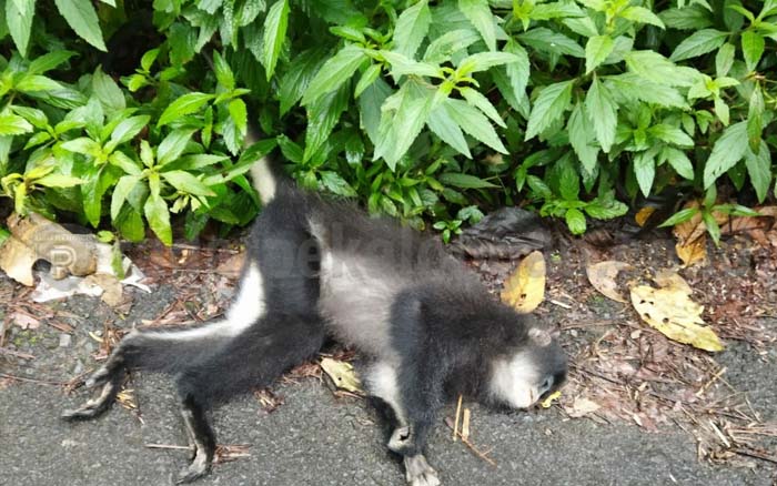 10 Primata Langka di Hutan Petungkriyono Mati Kesetrum